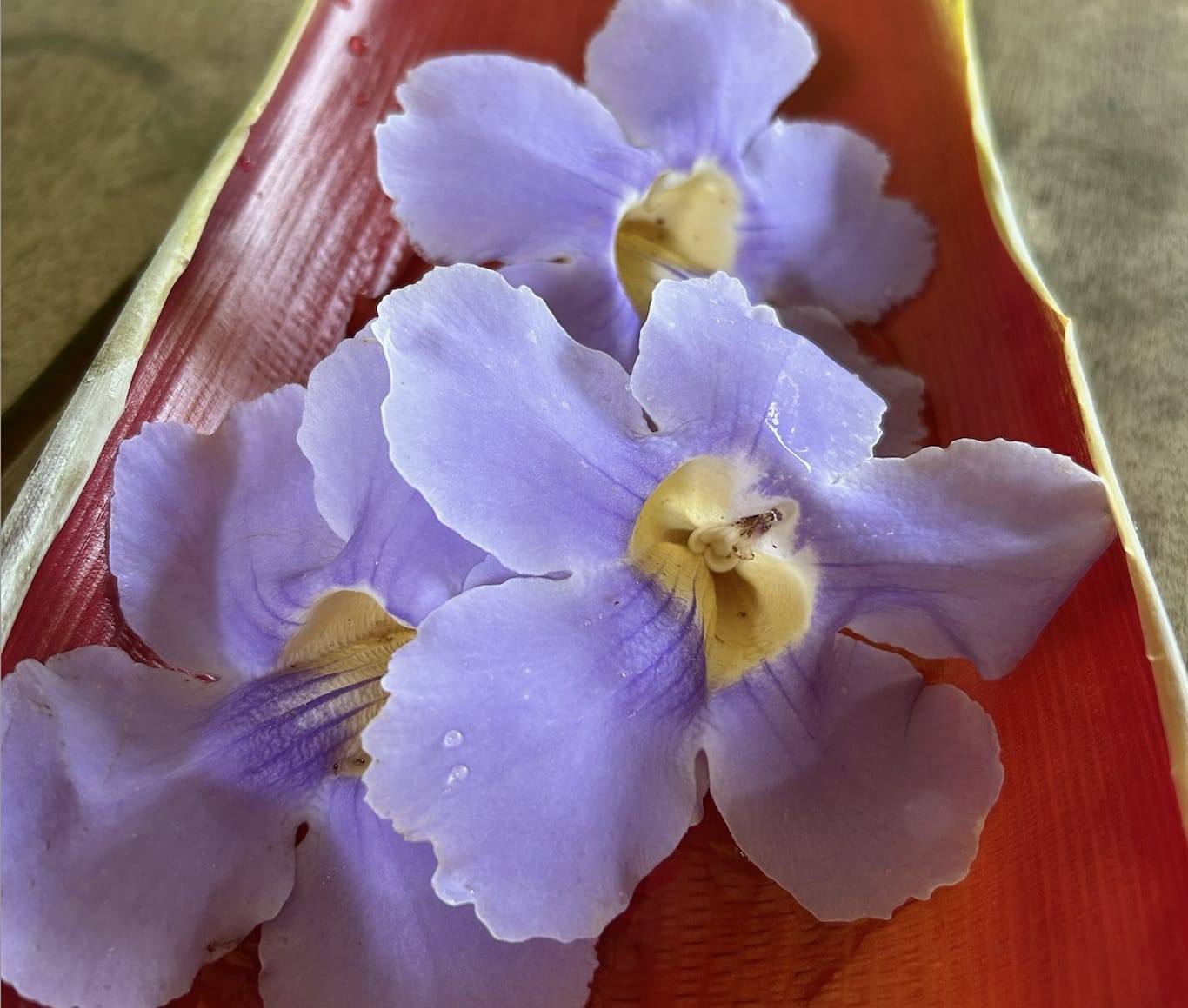 Purple flowers with yellow centers are arranged on a red and brown leaf plate, set against a wood-textured background. The petals appear delicate with fine details and droplets of water enhancing their fresh appearance.
